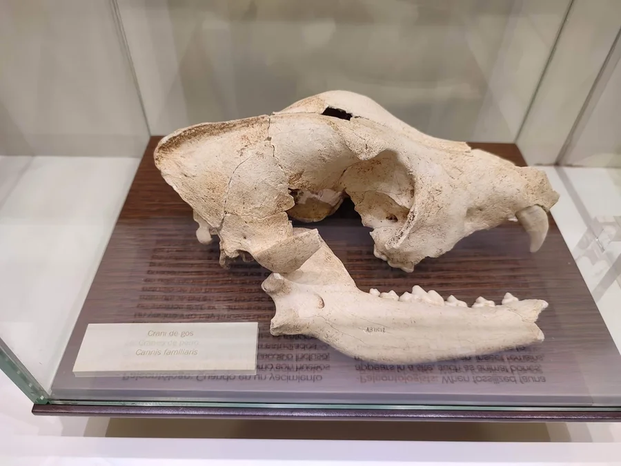 Dinosaurierausstellung im Archäologischen Museum MAGA